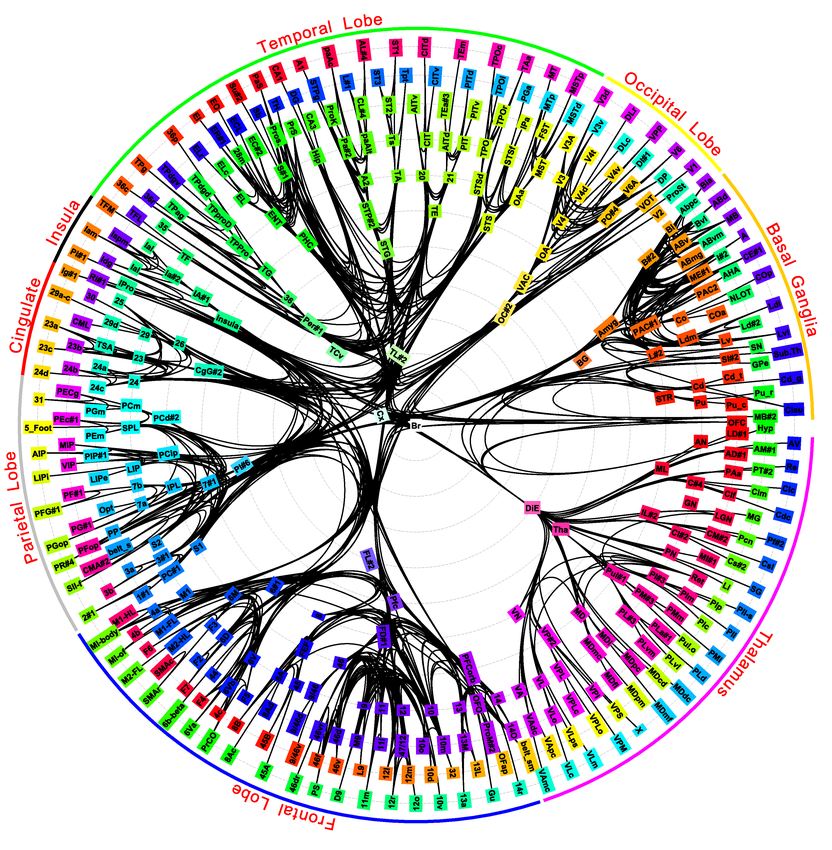 Long distance network of the brain